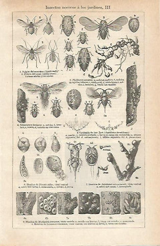 LAMINA ESPASA 20985: Insectos nocivos