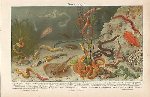 LAMINA ESPASA 21510: Gusanos