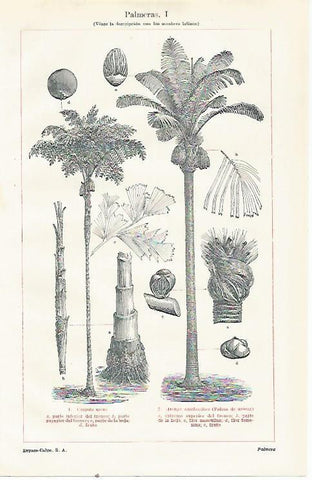LAMINA ESPASA 23472: Especies de palmeras