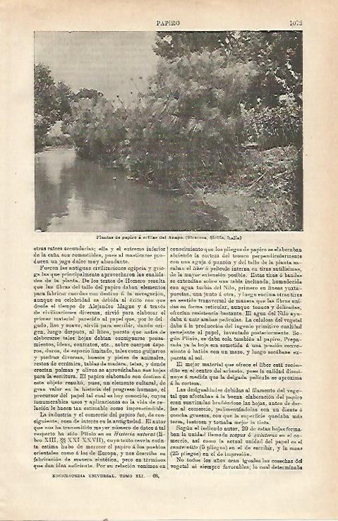 LAMINA ESPASA 23597: Plantas de papiro en Siracusa