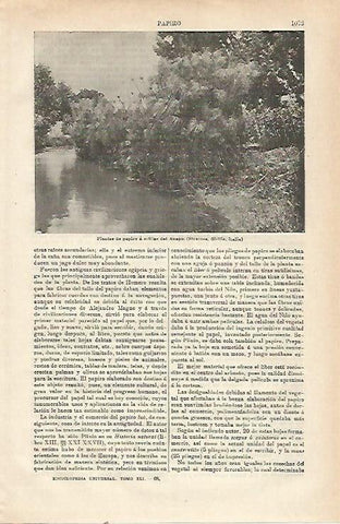 LAMINA ESPASA 23597: Plantas de papiro en Siracusa