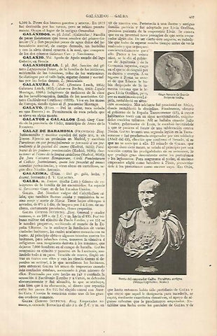 LAMINA ESPASA 24793: Busto del emperador Galba