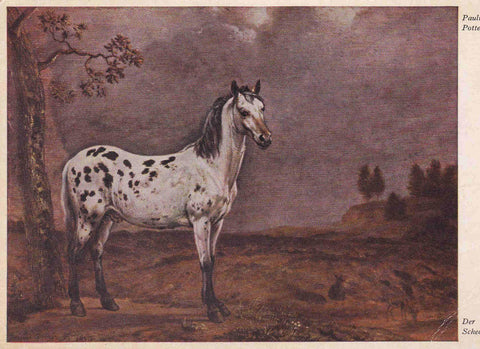 POSTAL 18981: PAULUS POTTER: DER SCHECKE