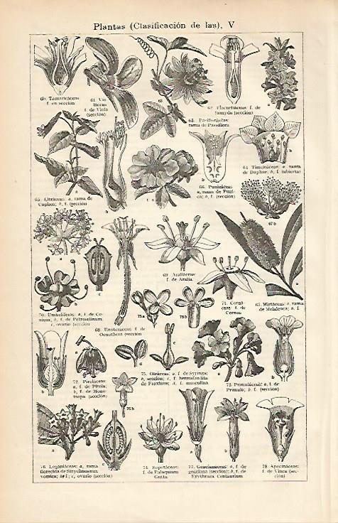LAMINA ESPASA 3274: Clasificacion de las plantas V