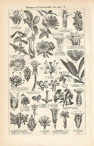 LAMINA ESPASA 3274: Clasificacion de las plantas V