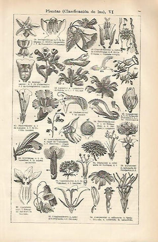 LAMINA ESPASA 3275: Clasificacion de las plantas VI