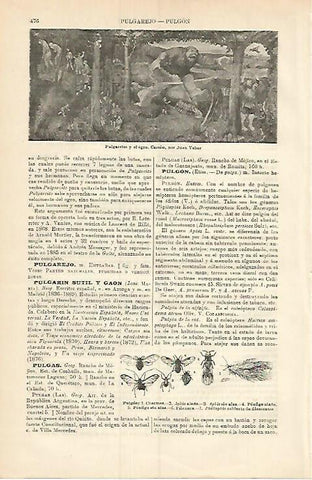 LAMINA ESPASA 3779: Pulgarcito y el ogro por Juan Veber