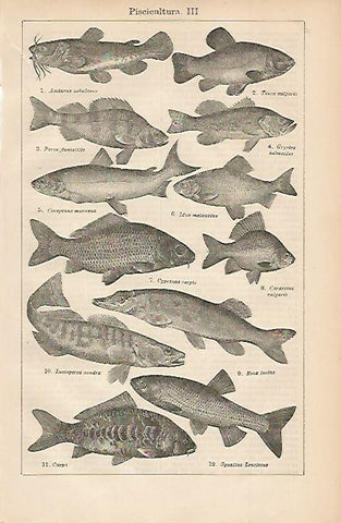 LAMINA ESPASA 3242: Piscicultura II
