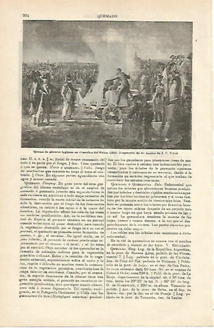 LAMINA ESPASA 3813: Fragmento de Quema de generos ingleses por Wilck