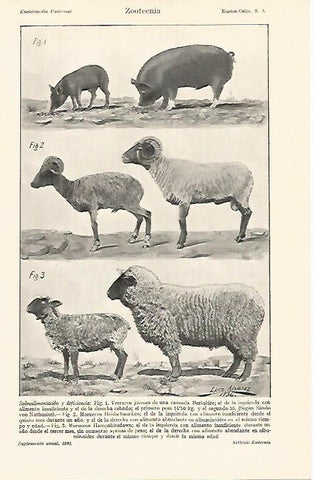 LAMINA DE ESPASA 380: Zootecnia