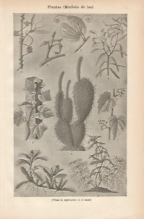 LAMINA ESPASA 3269: Morfosis de las plantas