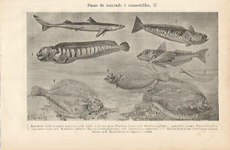 LAMINA DE ESPASA 392: Peces de mercado o comestibles II
