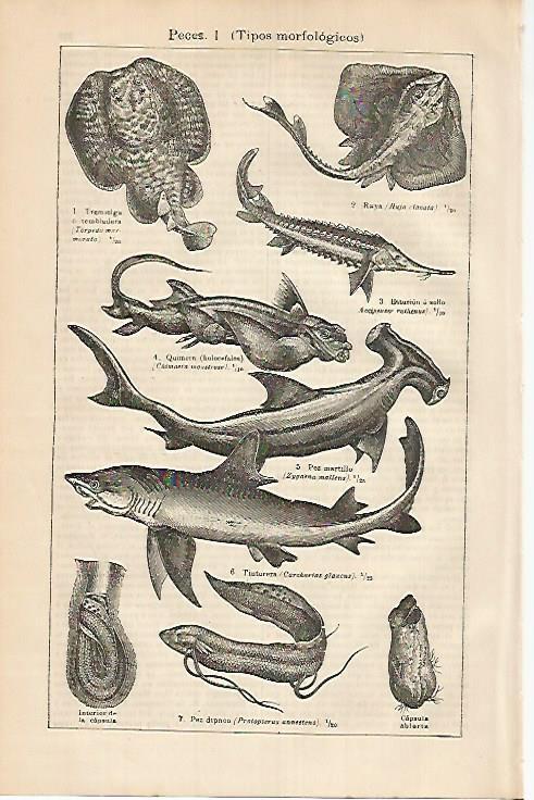 LAMINA DE ESPASA 387: Tipos morfologicos de peces