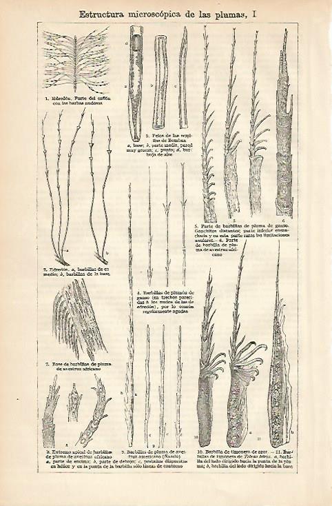 LAMINA ESPASA 3305: Estructura microscopica de las plumas