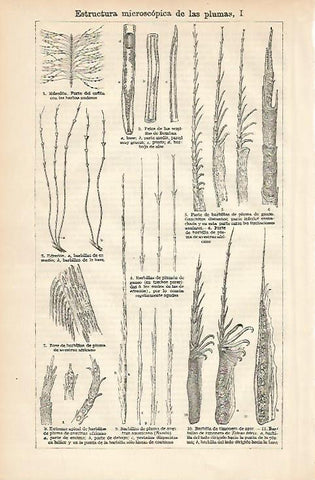 LAMINA ESPASA 3305: Estructura microscopica de las plumas