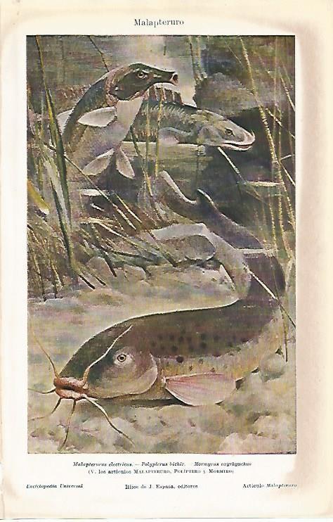 LAMINA ESPASA 3922: Malapteruro