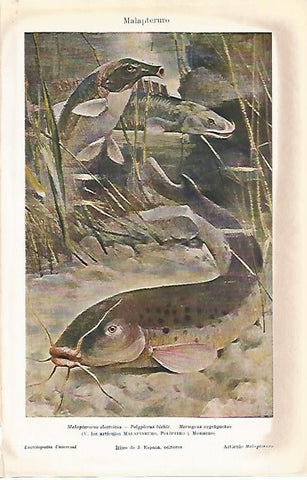 LAMINA ESPASA 3922: Malapteruro