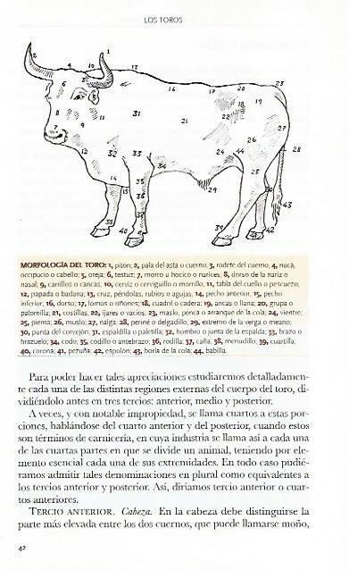LAMINA COSSIO 50771: Morfologia del toro