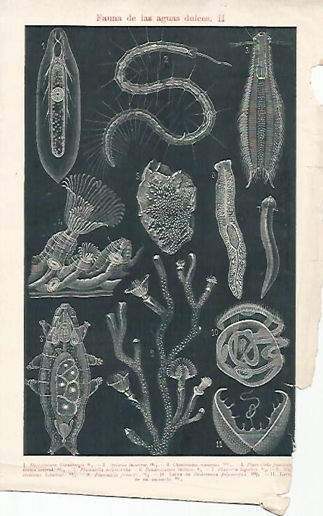 LAMINA ESPASA 8915: Fauna de agua dulce