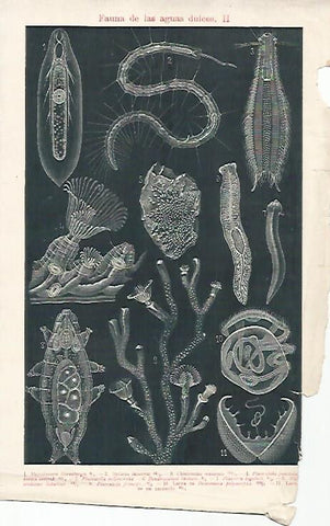 LAMINA ESPASA 8915: Fauna de agua dulce