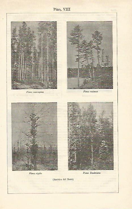 LAMINA ESPASA 23266: Pinos de America del Norte