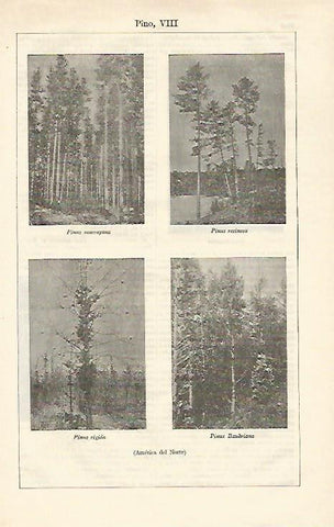 LAMINA ESPASA 23266: Pinos de America del Norte