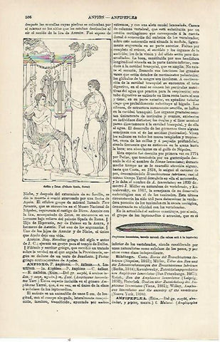 LAMINA ESPASA 23771: Anfion y Zetos