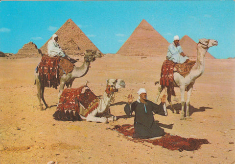 POSTAL 62584 : Jinetes de camellos arabes frente las piramides. Giza. Egipto