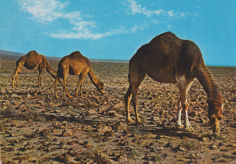 POSTAL 62671 : Camellos. Islas Canarias. España