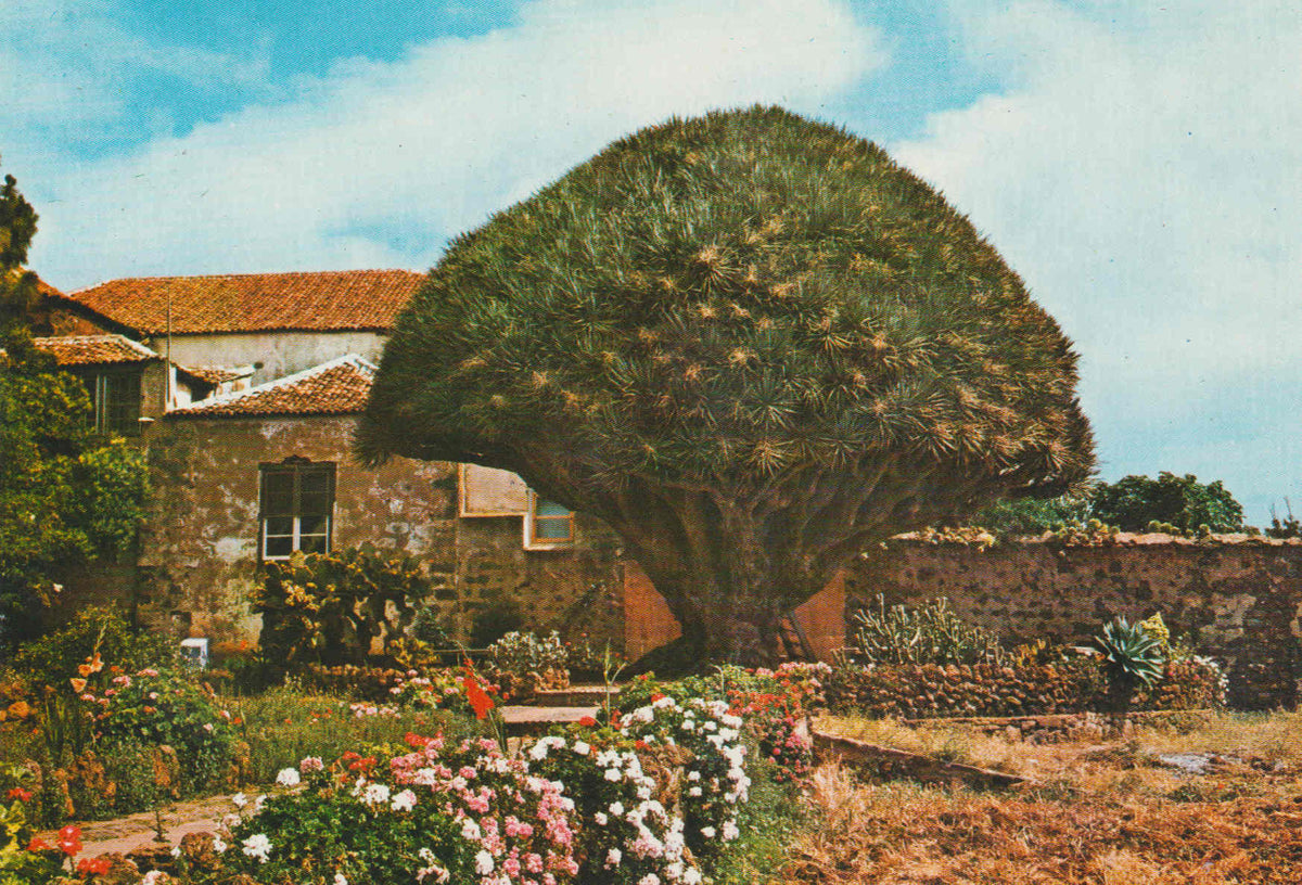 POSTAL 62804 : Tenerife. La Laguna. Drago del semeritano. España