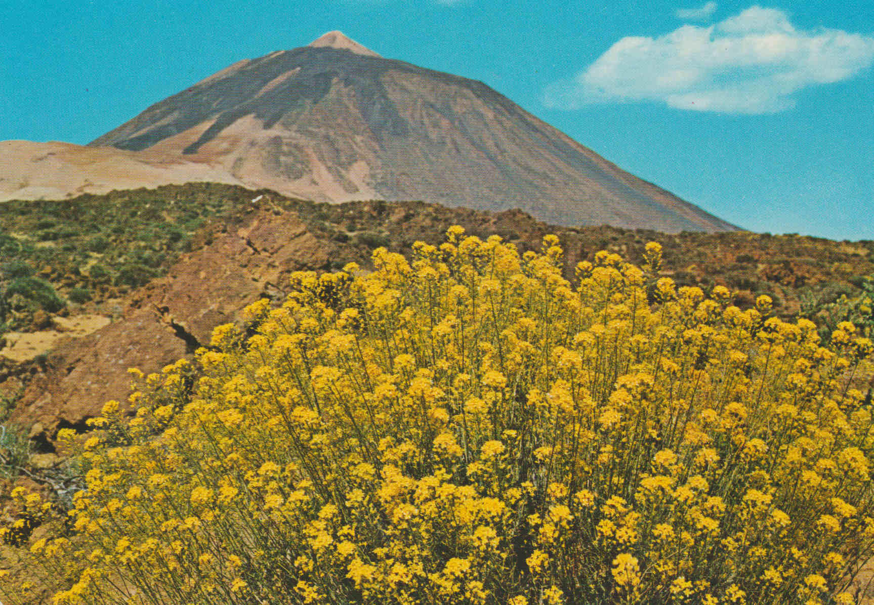 POSTAL 62872 : Tenerife. El teide y flores. España