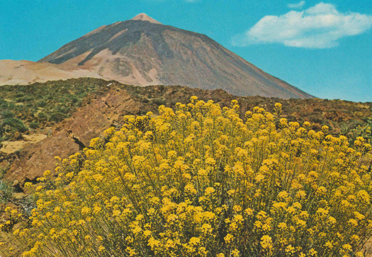 POSTAL 62872 : Tenerife. El teide y flores. España