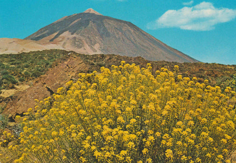 POSTAL 62872 : Tenerife. El teide y flores. España