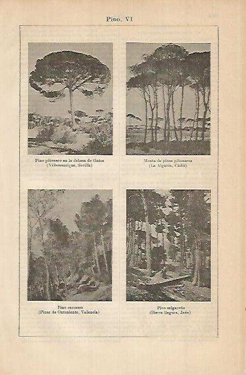 LAMINA DE ESPASA 443: Pinos de España
