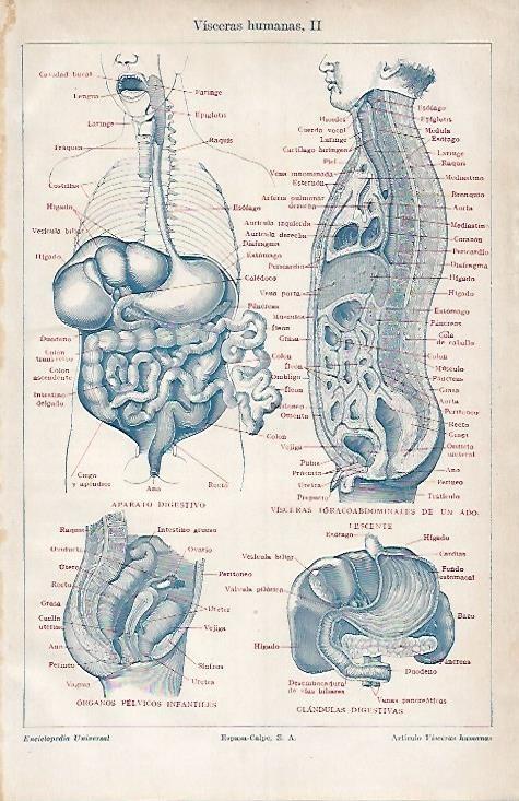 LAMINA ESPASA 4110: Visceras humanas II