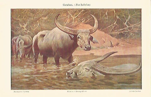 LAMINA ESPASA 4269: Carabao o Bos bubalus