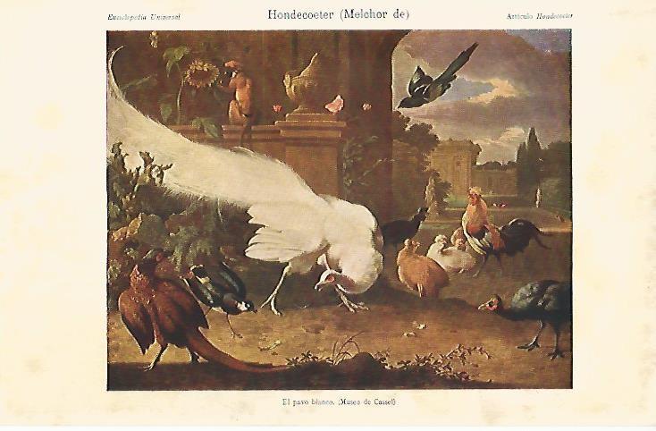 LAMINA ESPASA 4425: El pavo blanco por Hondecoeter