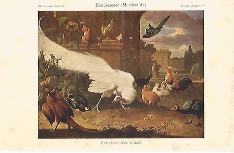 LAMINA ESPASA 4425: El pavo blanco por Hondecoeter