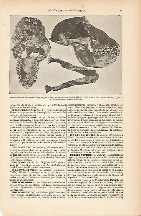 LAMINA ESPASA 5386: Dolichopithecus Arvenensis Deperet