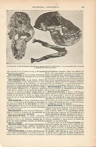 LAMINA ESPASA 5386: Dolichopithecus Arvenensis Deperet