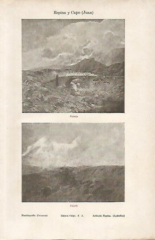 LAMINA ESPASA 5468: Paisaje por J. Espina y Capo