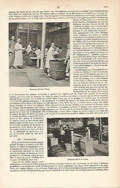 LAMINA ESPASA 5801: Seleccion de te en China