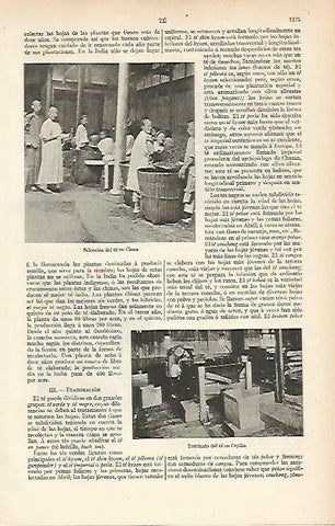 LAMINA ESPASA 5801: Seleccion de te en China