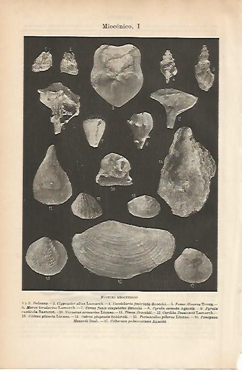 LAMINA ESPASA 5223: Fosiles miocenicos