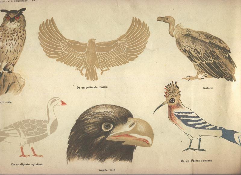 Lamina 32: animale nella natura e nell´arte (Uccelli)