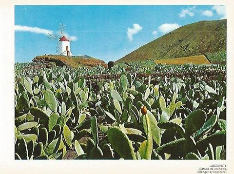 LAMINA 1704: LANZAROTE. Cultivos de cochinilla