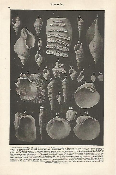LAMINA ESPASA 27158: Plioceno