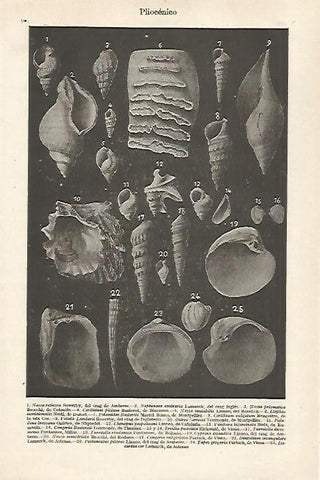 LAMINA ESPASA 27158: Plioceno