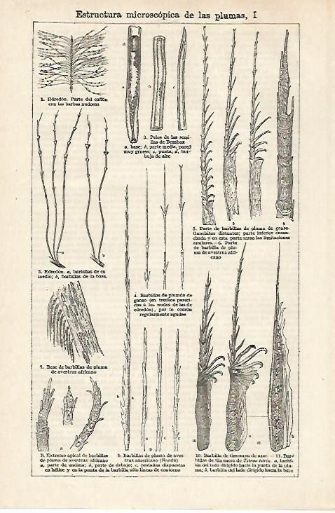 LAMINA ESPASA 27164: Estructura microscopica de las plumas