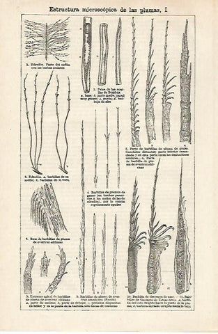 LAMINA ESPASA 27164: Estructura microscopica de las plumas